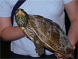 the map turtle (tortue géographique), Graptomys geographica, taken in Rapide de Cheval Blanc ecoterritory in the spring of 2005.